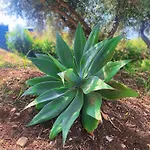 Clori Trabia